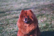 image of chow