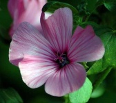 image of flower