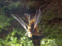 image of lionfish