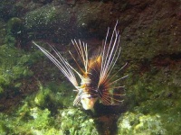 image of lionfish #25