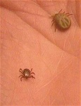 image of tick