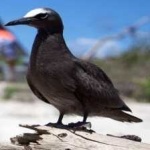 image of bird