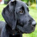 image of animal