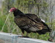 image of vulture