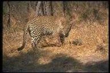 image of animal