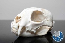 image of skull