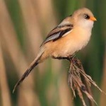 image of bird