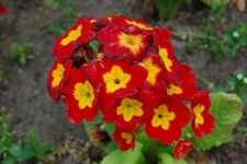 image of flower