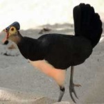 image of bird