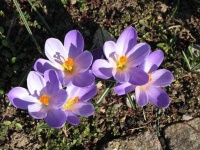 image of flower
