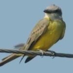 image of bird