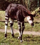 image of animal