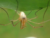 image of harvestman