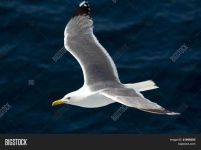 image of seagull