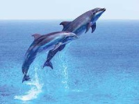 image of animal