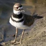 image of bird
