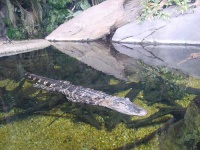 image of american_alligator