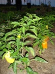 image of bell_pepper