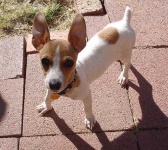 image of toy_terrier
