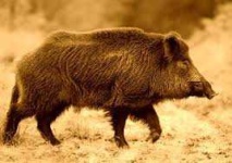 image of boar #29