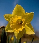 image of flower