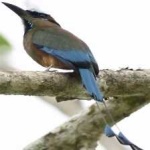 image of bird