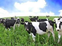 image of animal