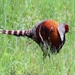 image of bird