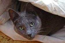 image of animal