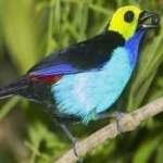 image of bird