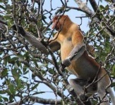image of proboscis_monkey