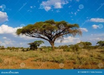 image of savanna