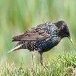 image of bird
