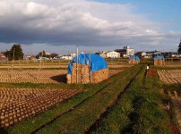 image of hay