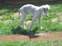 image of borzoi
