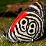 image of animal