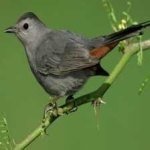 image of bird