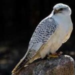 image of bird