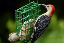 image of woodpecker #28