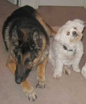image of german_shepherd
