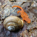image of eft