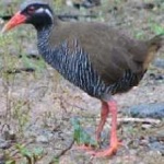 image of bird