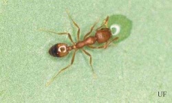 image of animal