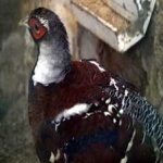 image of bird