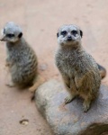 image of meerkat