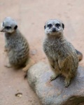 image of meerkat #30