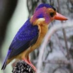 image of bird