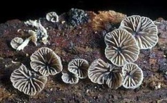 image of earthstar