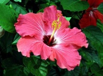 image of flower