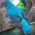 image of bird